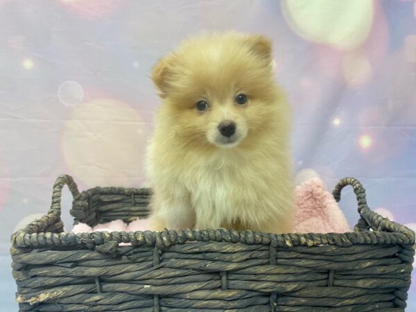 Pomeranian-DOG-Male-Cream-21537-Petland Fort Myers, Florida