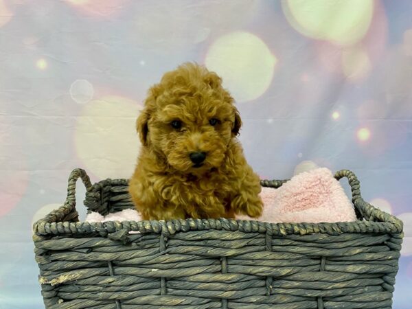 Miniature Poodle-DOG-Male-Ruby-21530-Petland Fort Myers, Florida