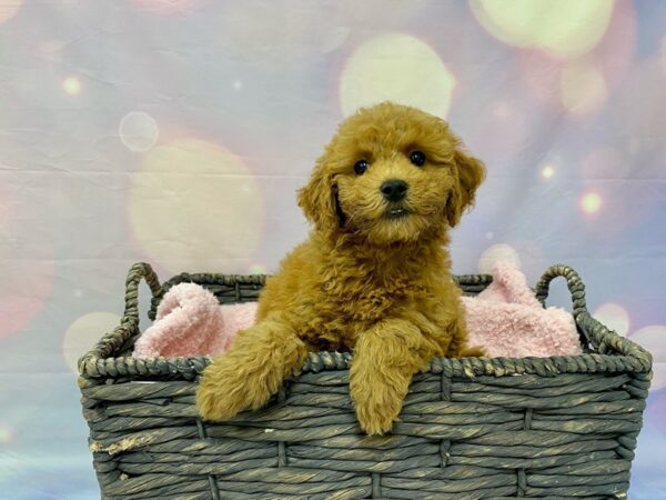 Goldendoodle Mini 2nd Gen DOG Female Red 21534 Petland Fort Myers, Florida