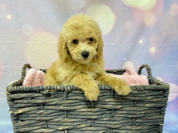 Goldendoodle Mini 2nd Gen DOG Male Apricot 21533 Petland Fort Myers, Florida