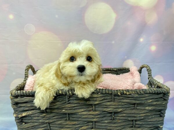 Cavadoodlepoo-DOG-Female-Apricot-21532-Petland Fort Myers, Florida