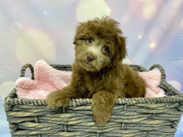 Mini Aussiepoo-DOG-Female-Chocolate-21547-Petland Fort Myers, Florida