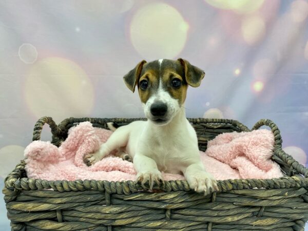 Jack Russell Terrier-DOG-Male-Tri Colored-21553-Petland Fort Myers, Florida