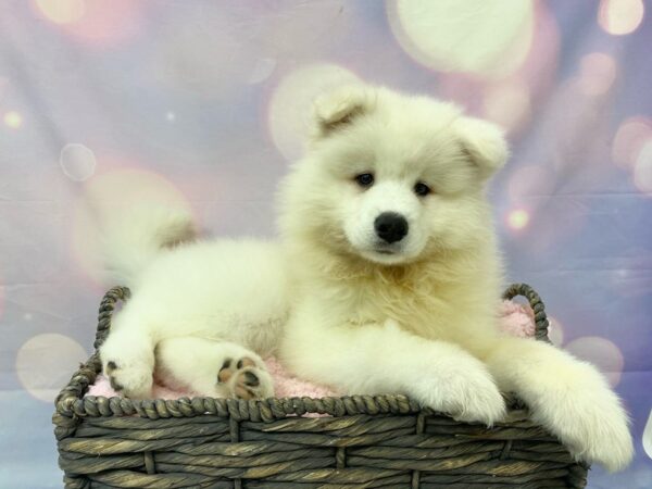 Samoyed DOG Male White 21548 Petland Fort Myers, Florida