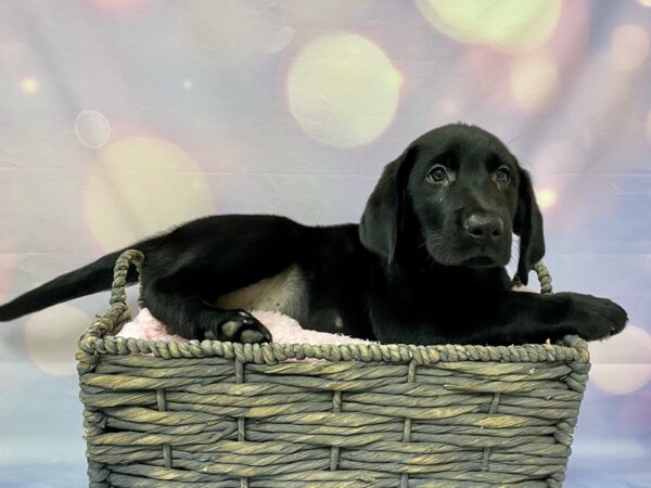 Labrador Retriever DOG Male Black 21551 Petland Fort Myers, Florida