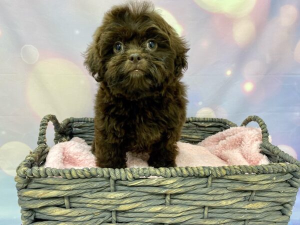 Poodle/Shih Tzu-DOG-Male-Chocolate-21545-Petland Fort Myers, Florida