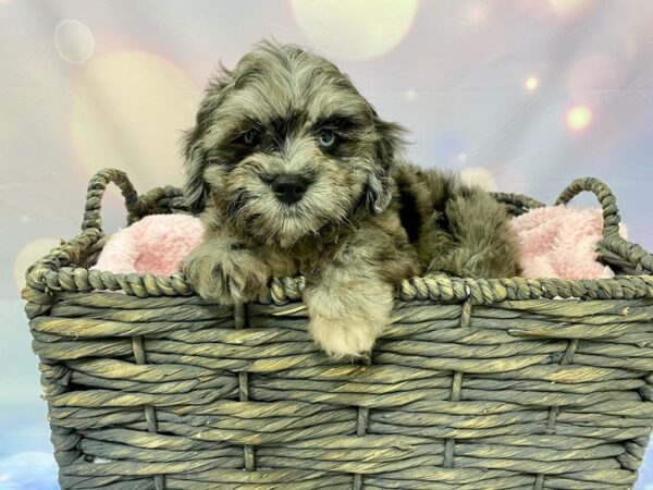 Lhasa Apso DOG Male Blue Merle 21546 Petland Fort Myers, Florida