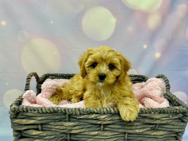 Cavalier King Charles Spaniel/Poodle DOG Male Ruby 21554 Petland Fort Myers, Florida