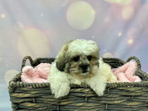 Shih Tzu/Bichon DOG Female Sable & White 21550 Petland Fort Myers, Florida