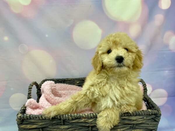 Goldendoodle Mini 2nd Gen DOG Male Apricot 21544 Petland Fort Myers, Florida