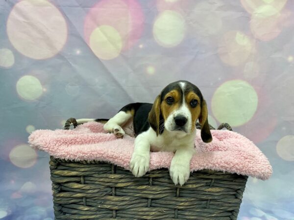 Beagle DOG Male Tri 21558 Petland Fort Myers, Florida