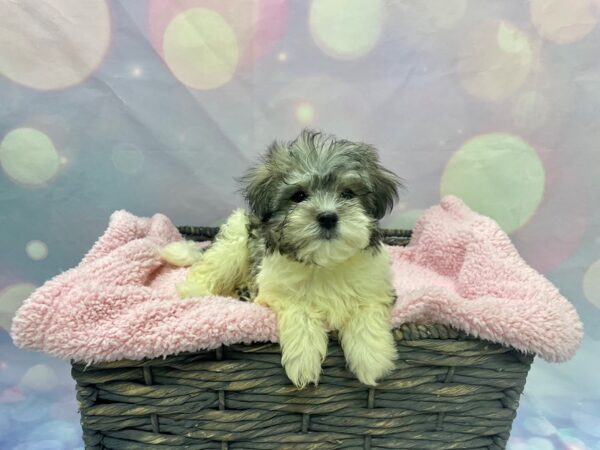 Havanese/Maltese DOG Female Chocolate 21562 Petland Fort Myers, Florida