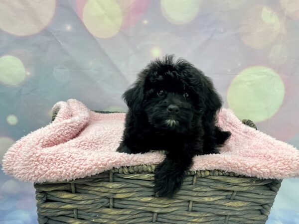 Goldendoodle Mini 2nd Gen DOG Male Black 21564 Petland Fort Myers, Florida