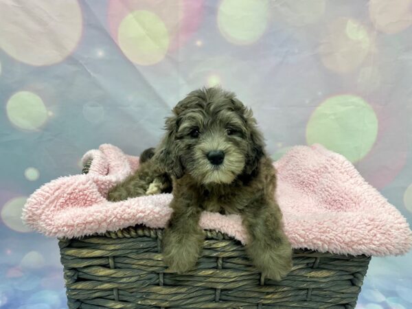 Goldendoodle Mini 2nd Gen-DOG-Female-Blue Merle-21565-Petland Fort Myers, Florida