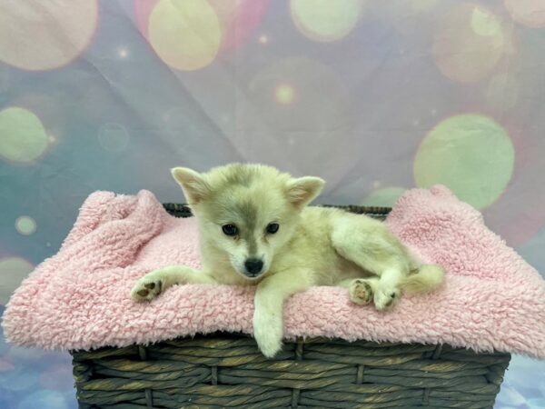 Pomeranian/Alaskan Klee Kai-DOG-Female-Cream-21578-Petland Fort Myers, Florida