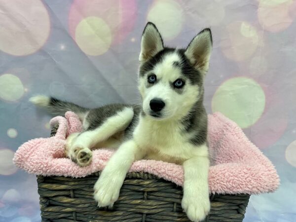 Siberian Husky DOG Female Black & White 21577 Petland Fort Myers, Florida