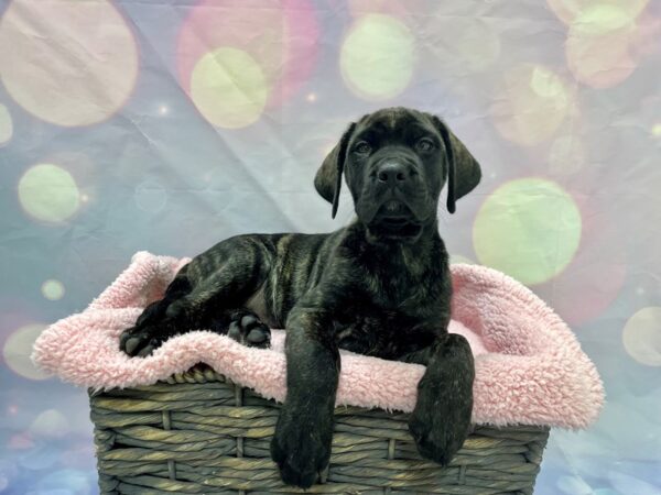 English Mastiff DOG Female Brindle 21571 Petland Fort Myers, Florida