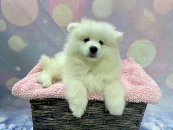 Samoyed DOG Female White 21567 Petland Fort Myers, Florida