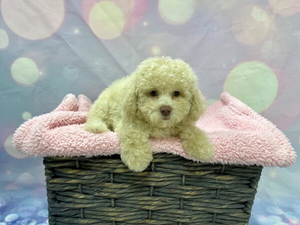 Pekingese/Poodle-DOG-Male-Cream-21561-Petland Fort Myers, Florida