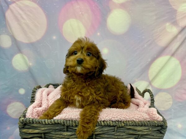 Cava Poo DOG Female Ruby/Sable 21583 Petland Fort Myers, Florida