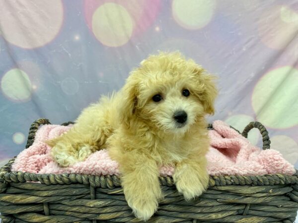 Poochon DOG Female Apricot 21586 Petland Fort Myers, Florida