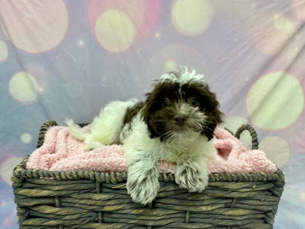 Poovanese-DOG-Female-W/Ch-21585-Petland Fort Myers, Florida