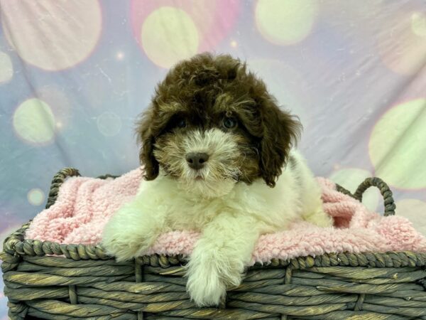 Poovanese-DOG-Male-W/C/T-21584-Petland Fort Myers, Florida