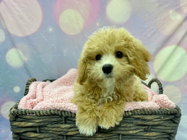 Cavachon Poo-DOG-Female-Apricot-21581-Petland Fort Myers, Florida