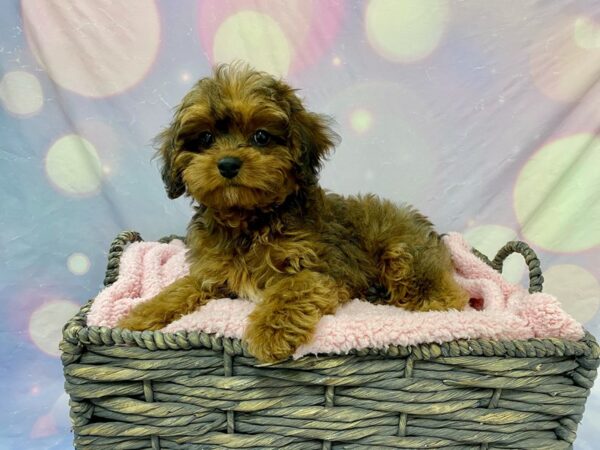 Cava Poo DOG Female Ruby/Sable 21582 Petland Fort Myers, Florida