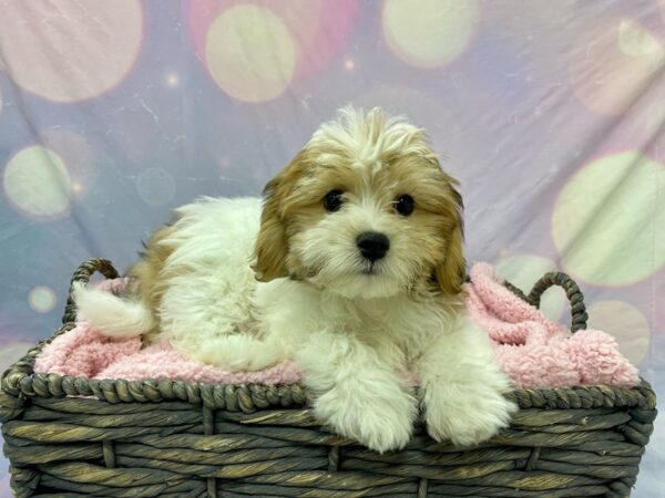 Cavachon Poo DOG Male Sable/Parti 21580 Petland Fort Myers, Florida