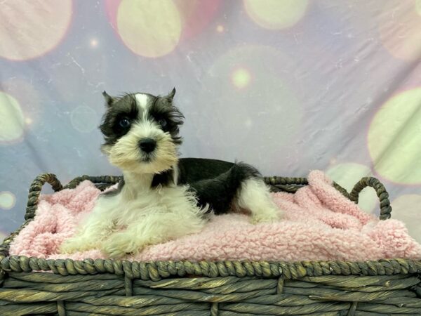 Miniature Schnauzer DOG Female Salt & Pepper, Parti 21590 Petland Fort Myers, Florida