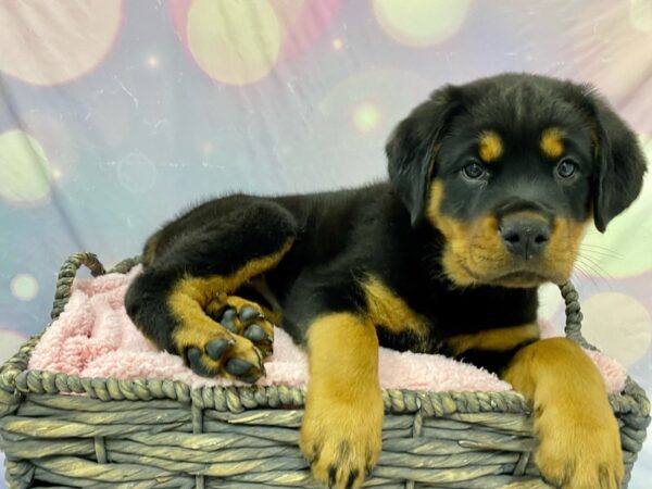 Rottweiler DOG Female Black & Mahogany 21588 Petland Fort Myers, Florida