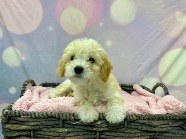 Bichon Frise / Poodle DOG Male Cream 21579 Petland Fort Myers, Florida