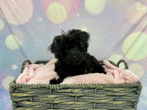 Yorkiepoo DOG Male Black 21528 Petland Fort Myers, Florida