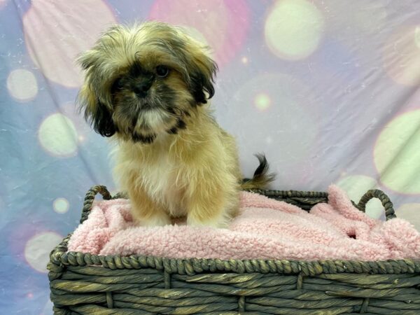 Shih-Poo (Shih Tzu/Poodle)-DOG-Male-Sable-21473-Petland Fort Myers, Florida