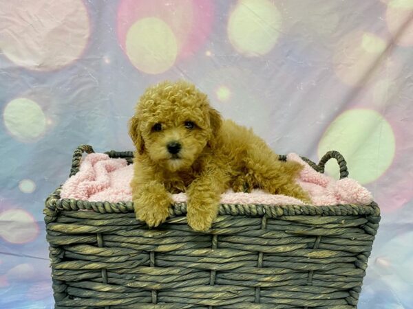 Poo Chon-DOG-Male-RED-21611-Petland Fort Myers, Florida