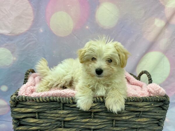 Malti Poo-DOG-Male-CREAM-21614-Petland Fort Myers, Florida