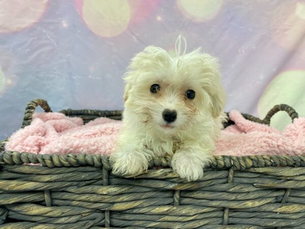 Malti Poo-DOG-Female-CREAM-21613-Petland Fort Myers, Florida