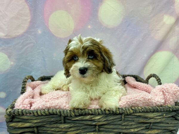 Lhasa Poo-DOG-Female-Char, Wh Mkgs-21602-Petland Fort Myers, Florida