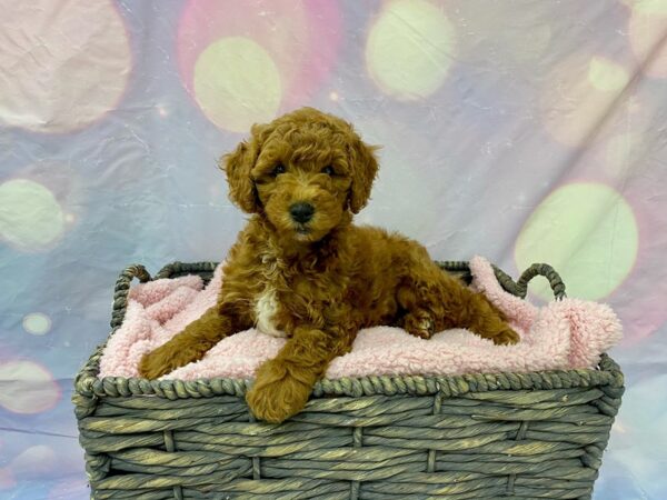 Goldendoodle Mini DOG Female Red 21598 Petland Fort Myers, Florida