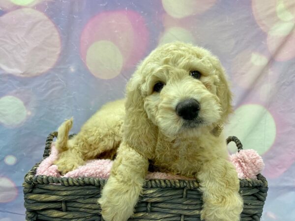 Goldendoodle Mini-DOG-Male-Golden-21608-Petland Fort Myers, Florida