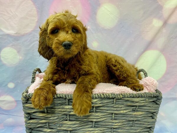 Goldendoodle Mini DOG Female Golden 21609 Petland Fort Myers, Florida