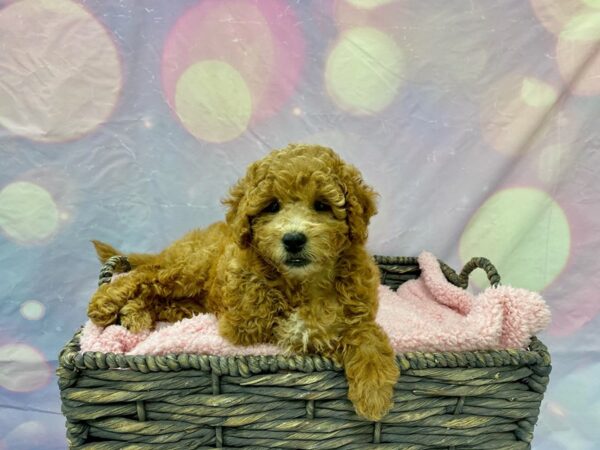 Goldendoodle Mini-DOG-Male-Red-21597-Petland Fort Myers, Florida