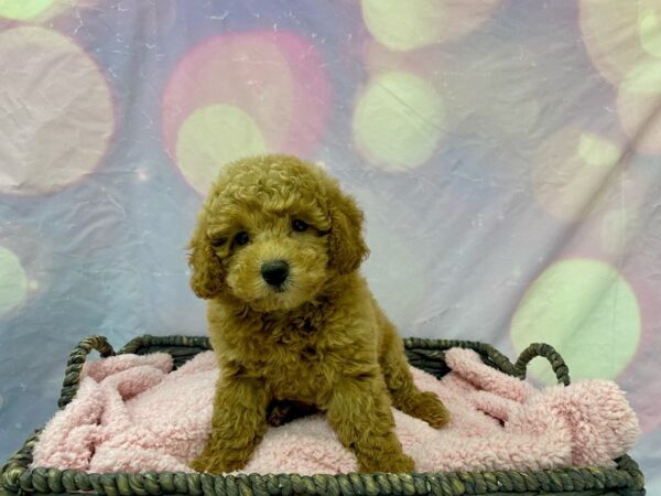 Poodle DOG Female Red 21601 Petland Fort Myers, Florida