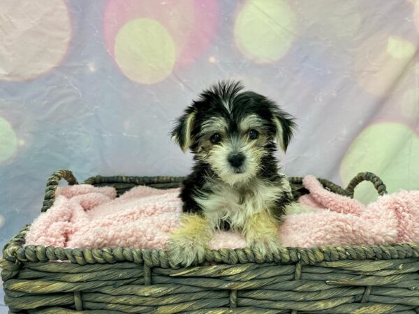 Maltese/Yorkie-DOG-Female-Black & Tan-21596-Petland Fort Myers, Florida