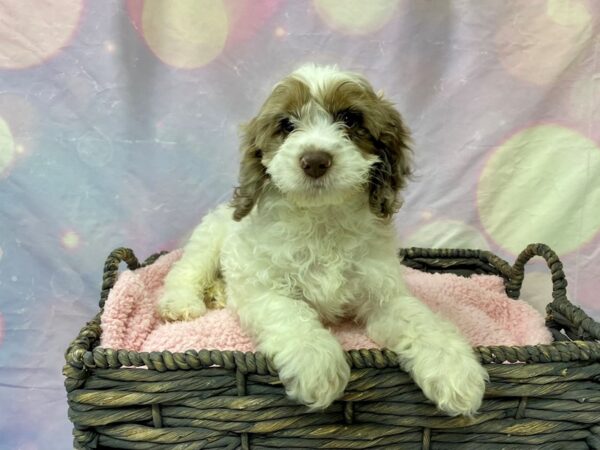 Cockapoo DOG Male Merle 21618 Petland Fort Myers, Florida