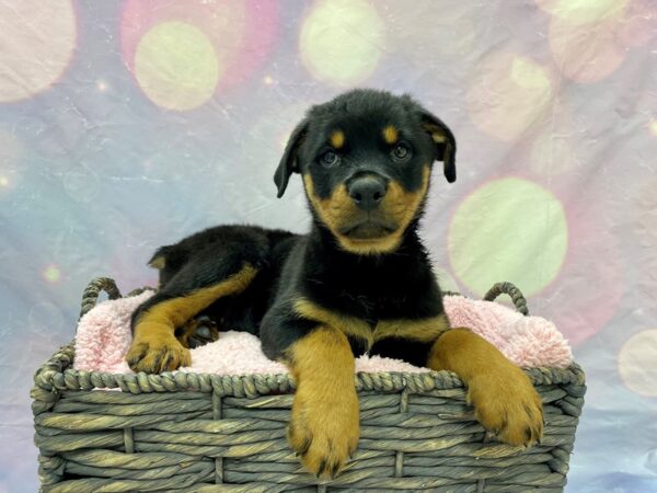 Rottweiler DOG Female Black & Rust 21616 Petland Fort Myers, Florida