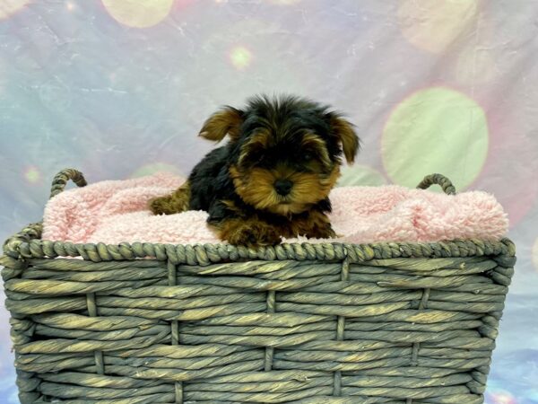 Yorkshire Terrier DOG Male BLK TAN 21641 Petland Fort Myers, Florida