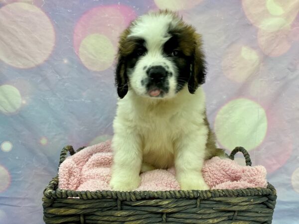 Saint Bernard-DOG-Male-Br & Wh-21626-Petland Fort Myers, Florida