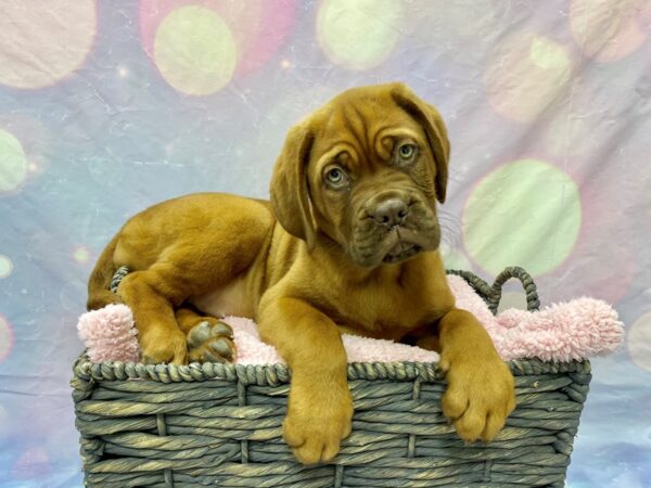 Dogue de Bordeaux DOG Female Mahogany 21631 Petland Fort Myers, Florida